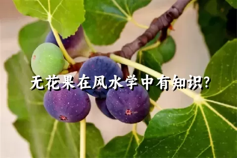 无花果在风水学中有知识？
