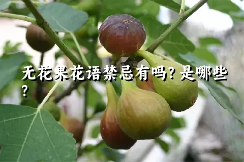 无花果花语禁忌有吗？是哪些？