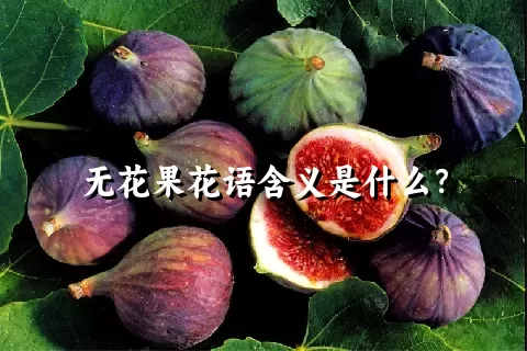 无花果花语含义是什么？