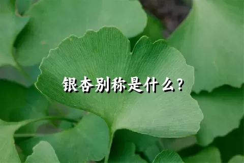银杏别称是什么？