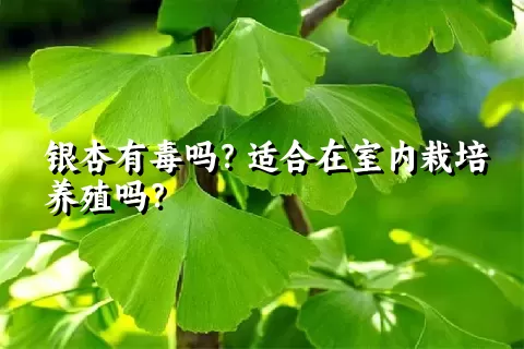 银杏有毒吗？适合在室内栽培养殖吗？