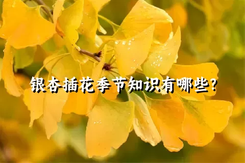 银杏插花季节知识有哪些？