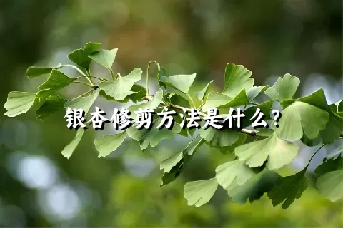 银杏修剪方法是什么？