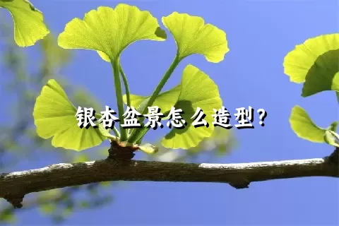 银杏盆景怎么造型？