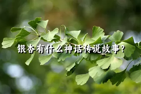 银杏有什么神话传说故事？