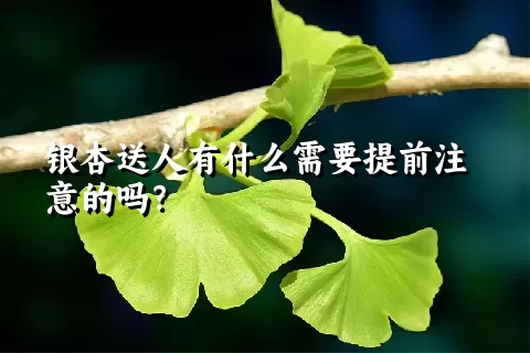 银杏送人有什么需要提前注意的吗？