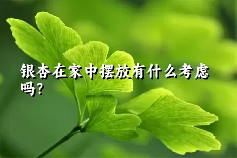 银杏在家中摆放有什么考虑吗？