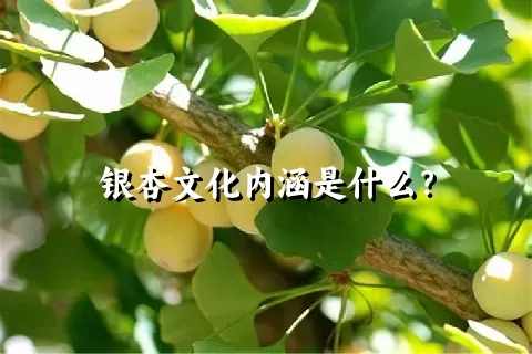 银杏文化内涵是什么？