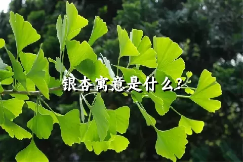 银杏寓意是什么？