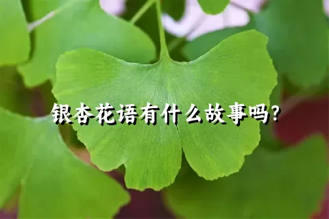 银杏花语有什么故事吗？