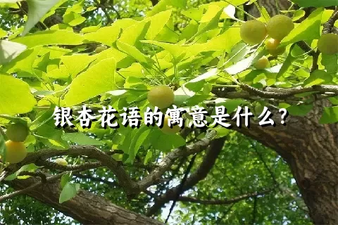 银杏花语的寓意是什么？