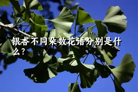 银杏不同朵数花语分别是什么？