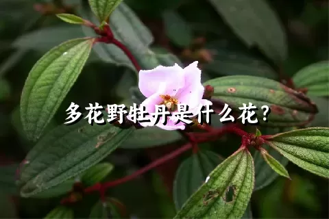 多花野牡丹是什么花？