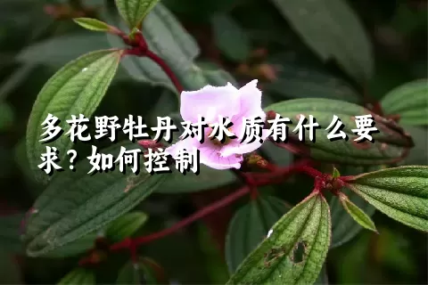 多花野牡丹对水质有什么要求？如何控制