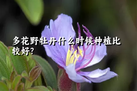 多花野牡丹什么时候种植比较好？