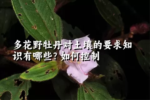 多花野牡丹对土壤的要求知识有哪些？如何控制