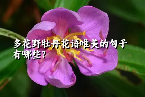 多花野牡丹花语唯美的句子有哪些？