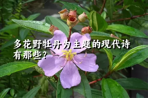 多花野牡丹为主题的现代诗有那些？