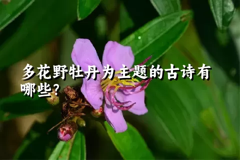 多花野牡丹为主题的古诗有哪些？