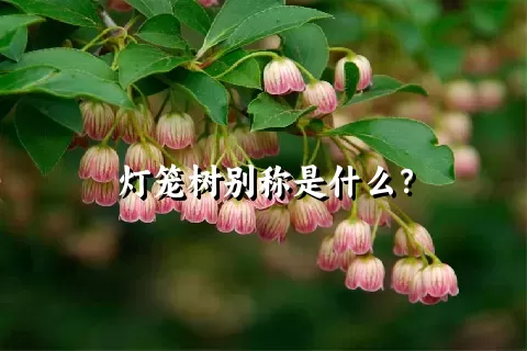 灯笼树别称是什么？