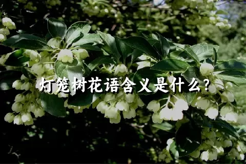 灯笼树花语含义是什么？