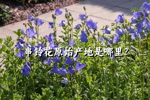 串铃花原始产地是哪里？
