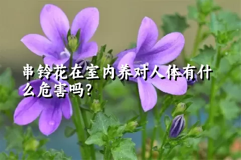 串铃花在室内养对人体有什么危害吗？