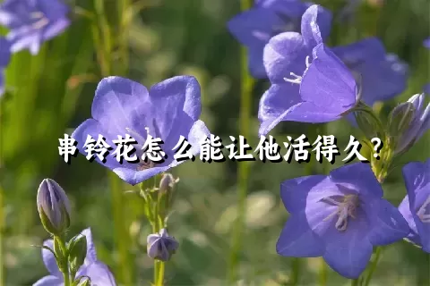 串铃花怎么能让他活得久？