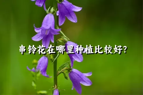 串铃花在哪里种植比较好？