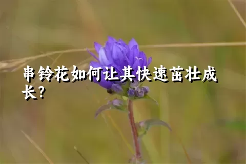串铃花如何让其快速茁壮成长？