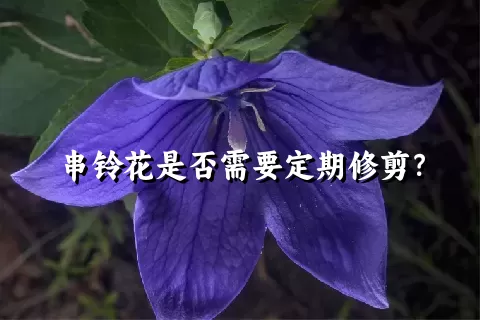 串铃花是否需要定期修剪？