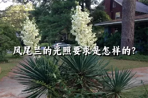 凤尾兰的光照要求是怎样的？