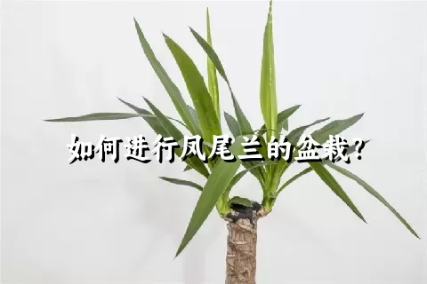 如何进行凤尾兰的盆栽？