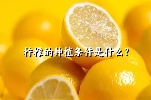 柠檬的种植条件是什么？