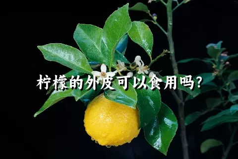 柠檬的外皮可以食用吗？