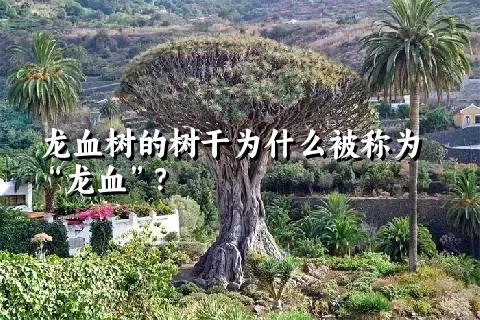 龙血树的树干为什么被称为“龙血”？