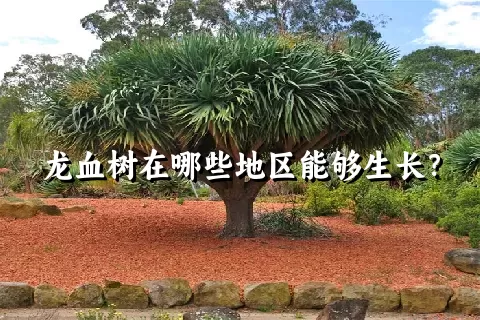 龙血树在哪些地区能够生长？
