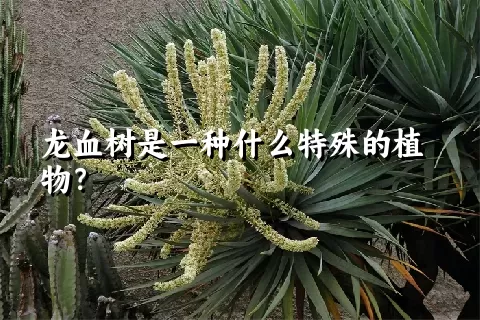 龙血树是一种什么特殊的植物？