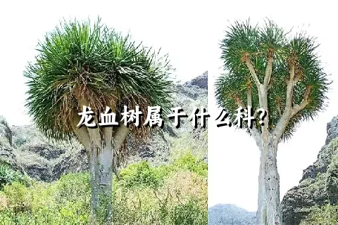 龙血树属于什么科？