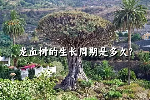 龙血树的生长周期是多久？