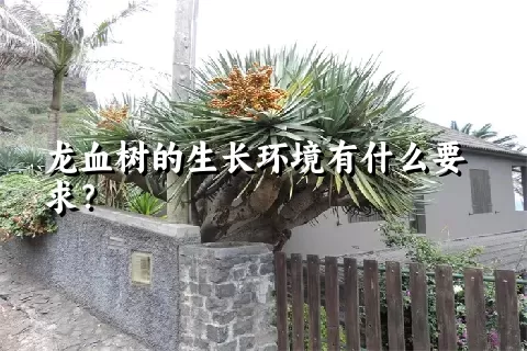 龙血树的生长环境有什么要求？
