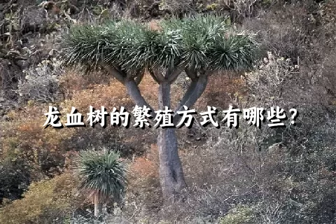 龙血树的繁殖方式有哪些？