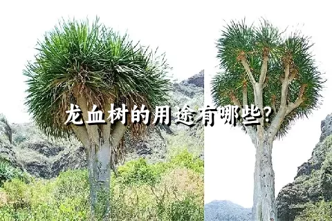 龙血树的用途有哪些？