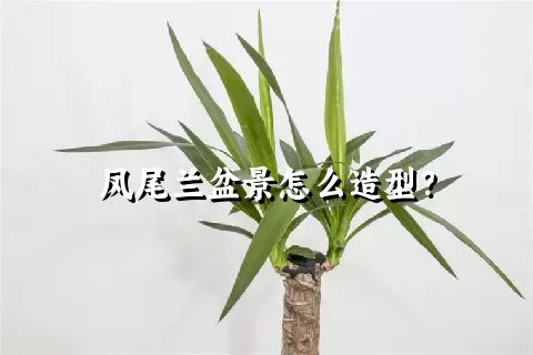 凤尾兰盆景怎么造型？