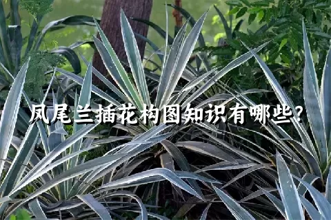 凤尾兰插花构图知识有哪些？