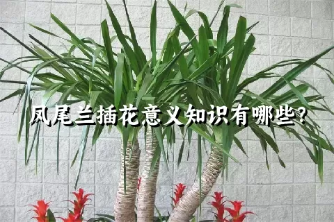 凤尾兰插花意义知识有哪些？