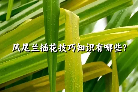 凤尾兰插花技巧知识有哪些？