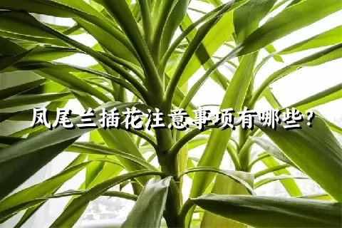 凤尾兰插花注意事项有哪些？