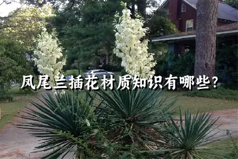 凤尾兰插花材质知识有哪些？