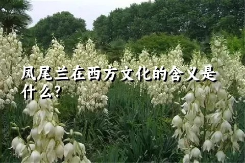 凤尾兰在西方文化的含义是什么？